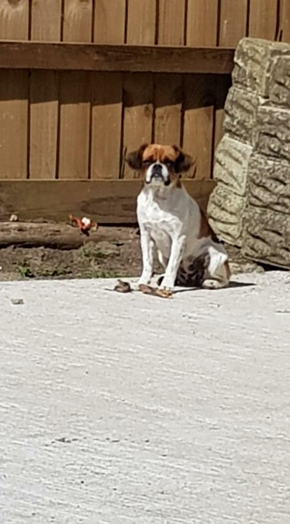 pugalier for sale gumtree